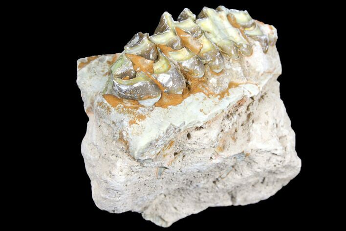 Oreodont (Merycoidodon) Jaw Section - South Dakota #128133